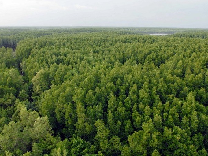 Finland helps Vietnam build forestry database - 1