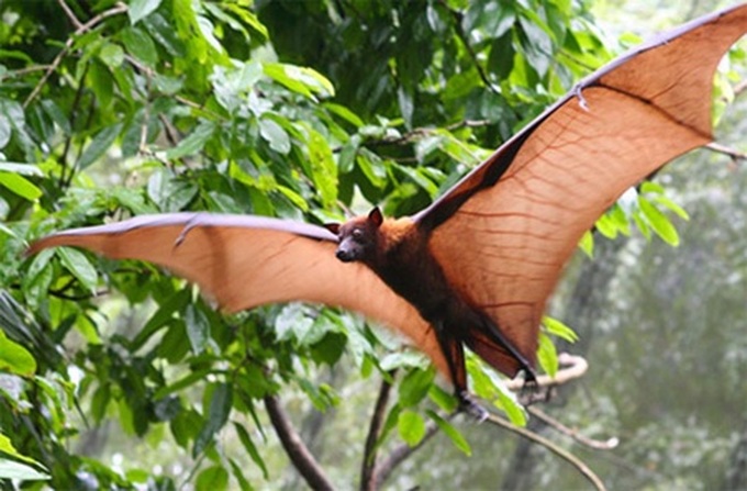 Habitat loss threatens survival of large flying foxes - 1