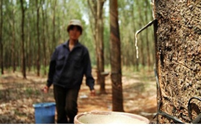Vietnam Rubber Group opens its doors to people affected by plantations in Cambodia and Laos - 1