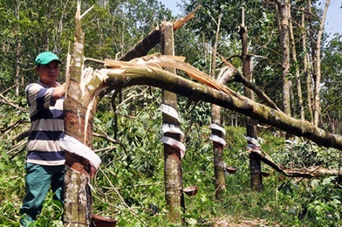 Storm damage prompts scrutiny of rubber planning - 1