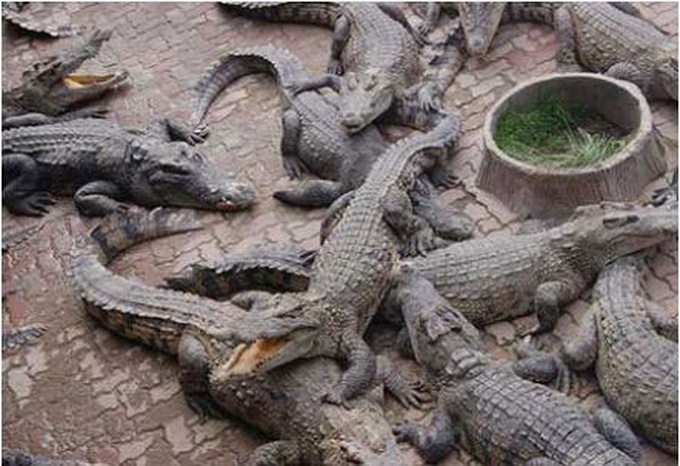 Ca Mau households illegally keep wild animals - 1