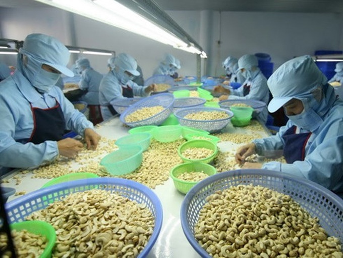 Ten-month cashew export enjoys robust growth - 1 Ten-month cashew export enjoys robust growth - 1