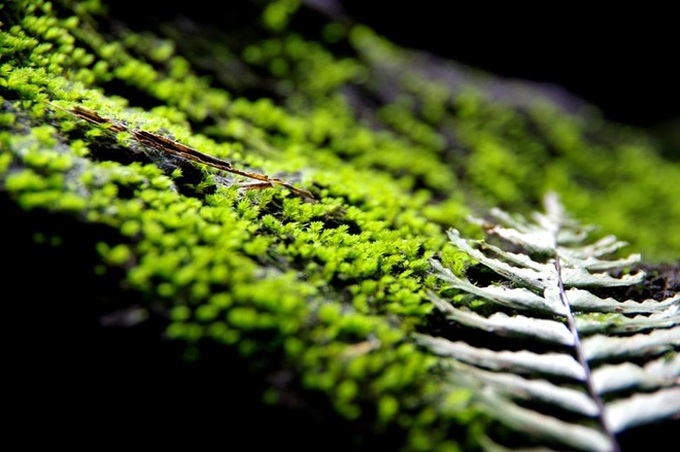 Dak Nong’s largest volcanic cavern system to open in 2016 - 9