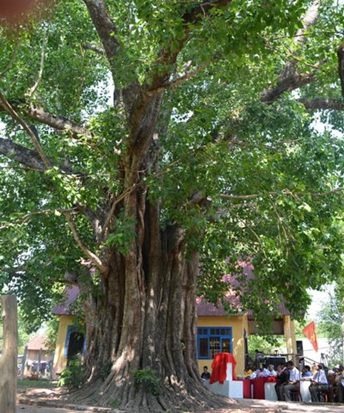 Old Bodhi tree declared heritage tree - 1 Old Bodhi tree declared heritage tree - 1