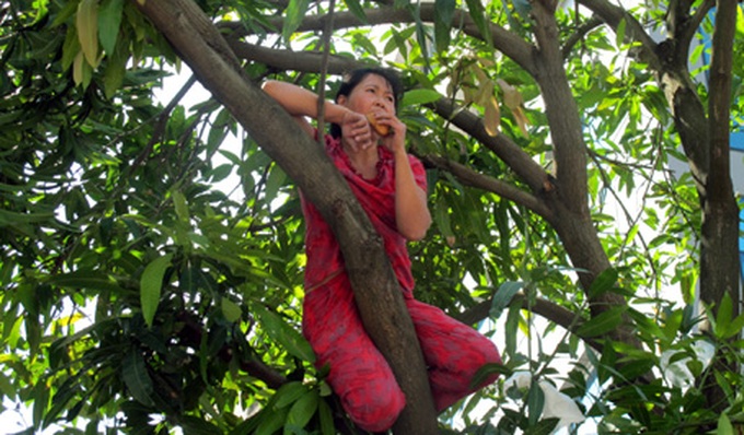 Women climb into a tree to protest its destruction - 3