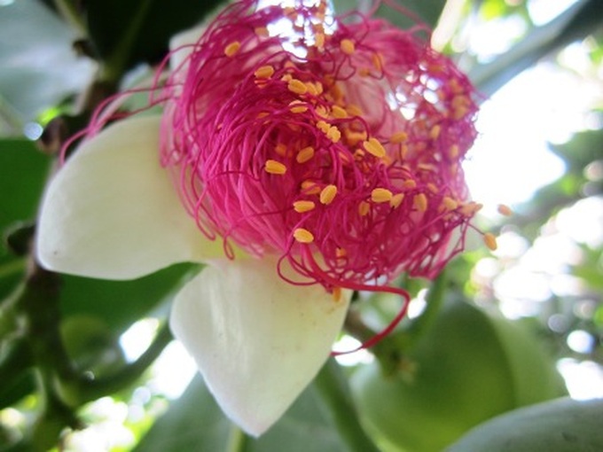 Spratly flowers blossom in HCM City - 4