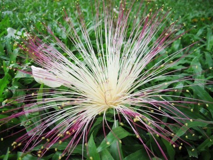 Spratly flowers blossom in HCM City - 6