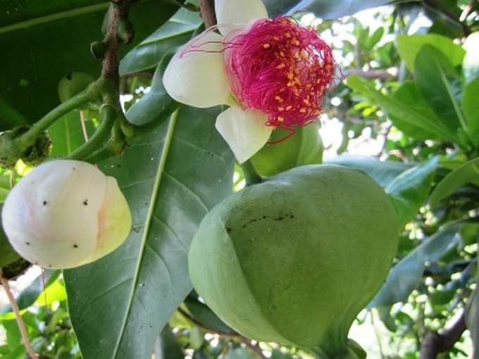 Spratly flowers blossom in HCM City - 7