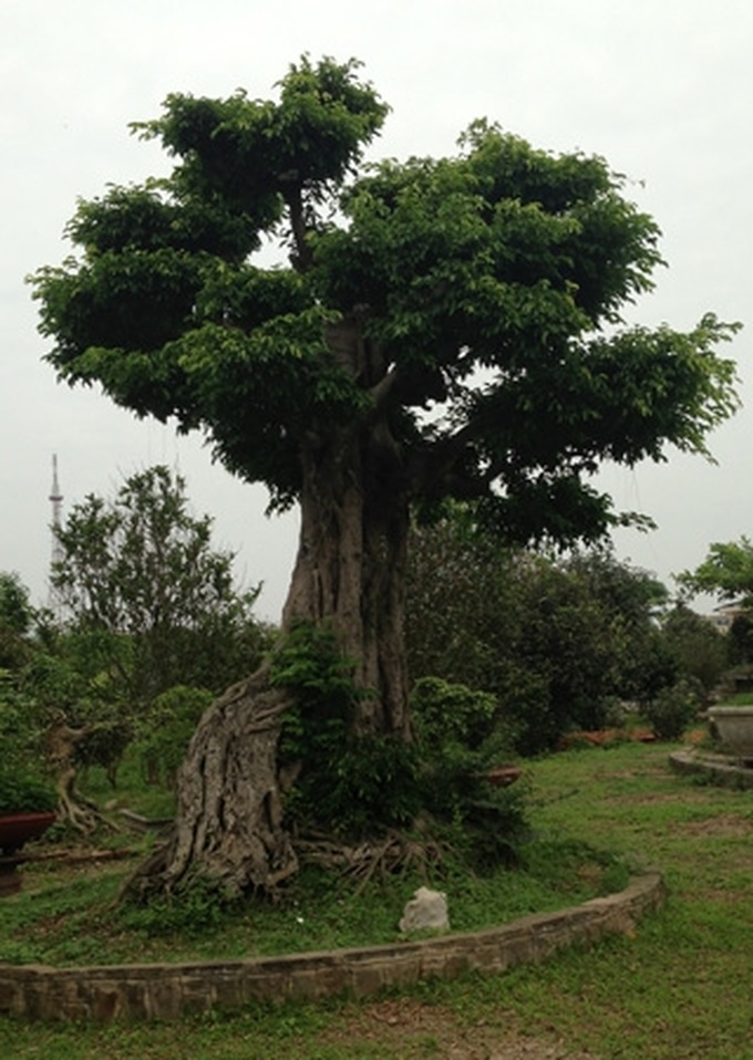 Rare ornamental redwood garden puts green glaze on Vinh Yen City - 1 Rare ornamental redwood garden puts green glaze on Vinh Yen City - 1