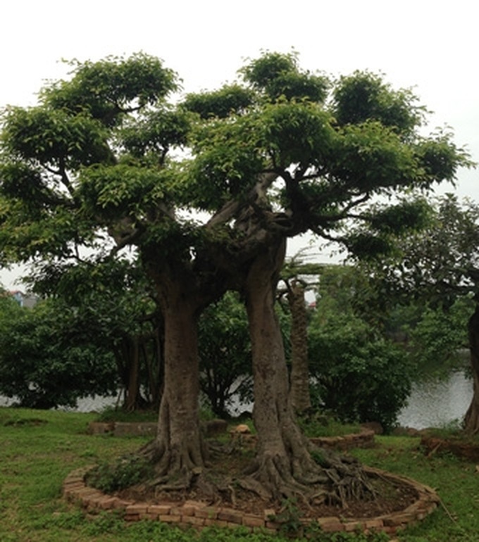 Rare ornamental redwood garden puts green glaze on Vinh Yen City - 11 Rare ornamental redwood garden puts green glaze on Vinh Yen City - 11