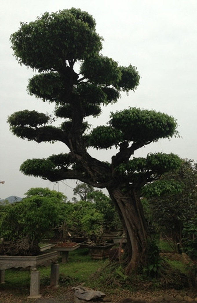 Rare ornamental redwood garden puts green glaze on Vinh Yen City - 12 Rare ornamental redwood garden puts green glaze on Vinh Yen City - 12