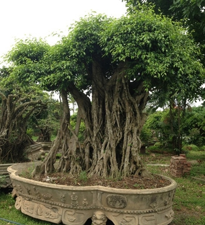 Rare ornamental redwood garden puts green glaze on Vinh Yen City - 14 Rare ornamental redwood garden puts green glaze on Vinh Yen City - 14