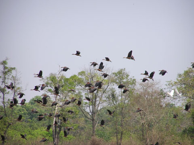 Cat Tien Park ready for world natural heritage status - 1