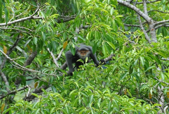Two provinces protect primates from peril - 1