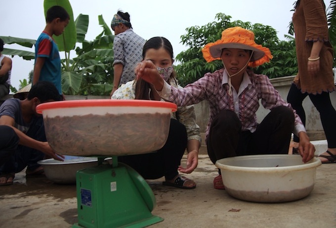 Sandworm season in Hai Duong - 9