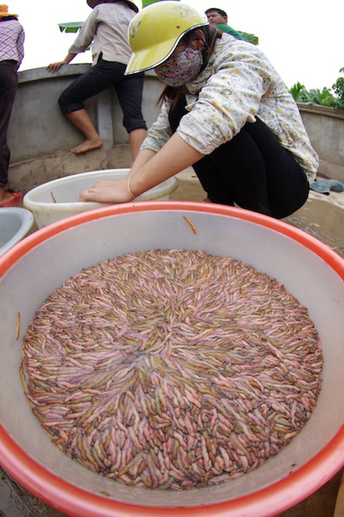 Sandworm season in Hai Duong - 10