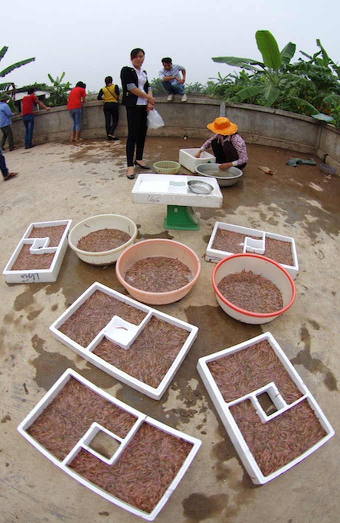 Sandworm season in Hai Duong - 15