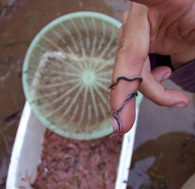 Sandworm season in Hai Duong - 14