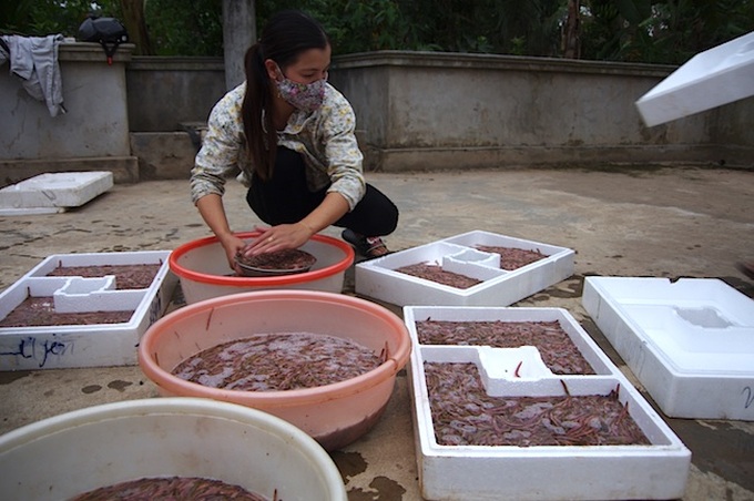 Sandworm season in Hai Duong - 11