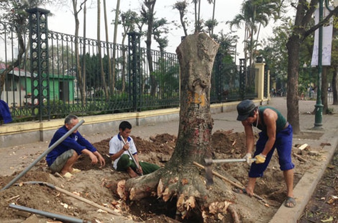 Hanoi’s chairman urged to further explain controversial tree fell project - 1