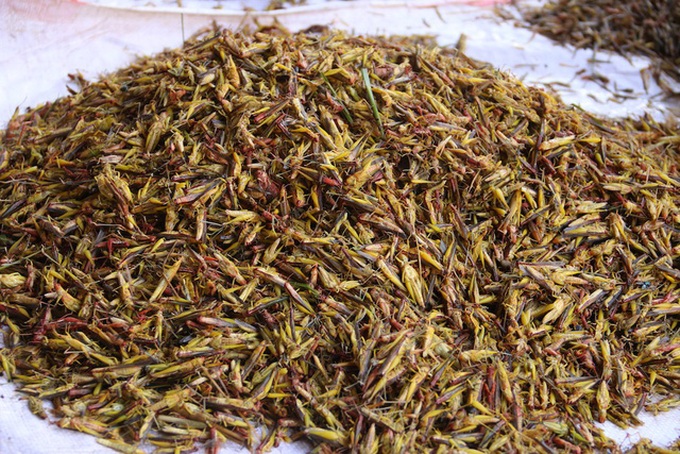 Villagers earn huge money as grasshopper prices soar - 4 Villagers earn huge money as grasshopper prices soar - 4