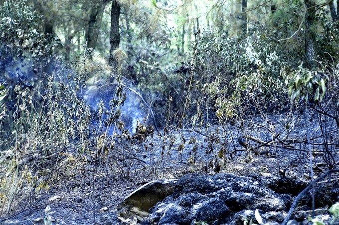 Fire destroys 100ha of forest in Sóc Sơn District - 1