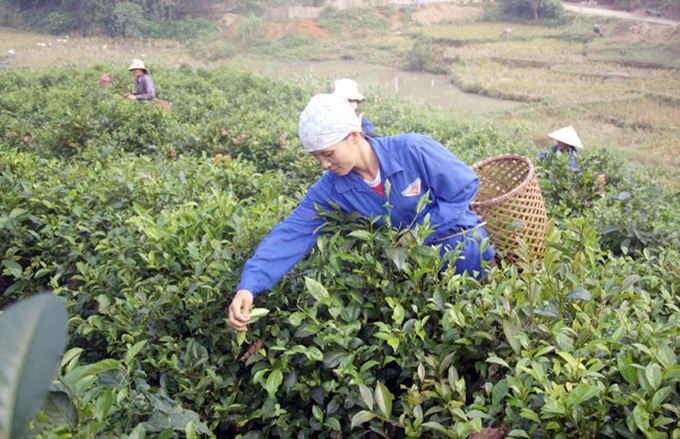 WB rural finance project takes root in Vietnam - 1