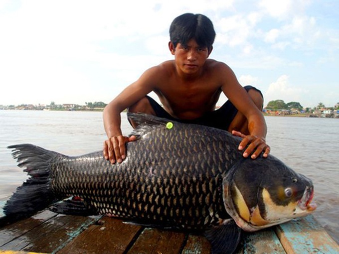 Mekong River reveals huge bounty - 6 Mekong River reveals huge bounty - 6