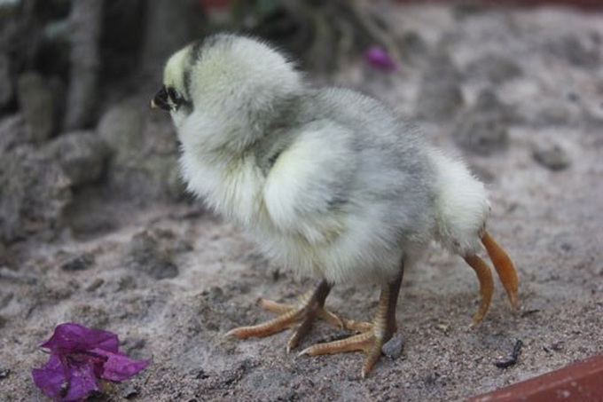 Chicken born with 4 legs in central Vietnam - 4