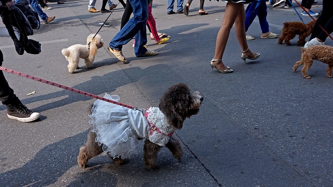 Pet dogs more popular than ever in Hanoi for the Year of the dog - 2