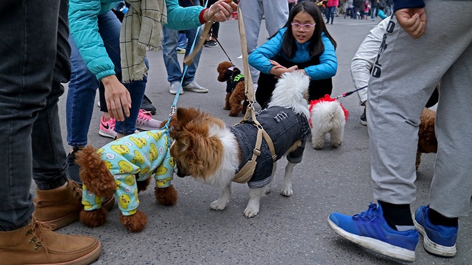 Pet dogs more popular than ever in Hanoi for the Year of the dog - 3