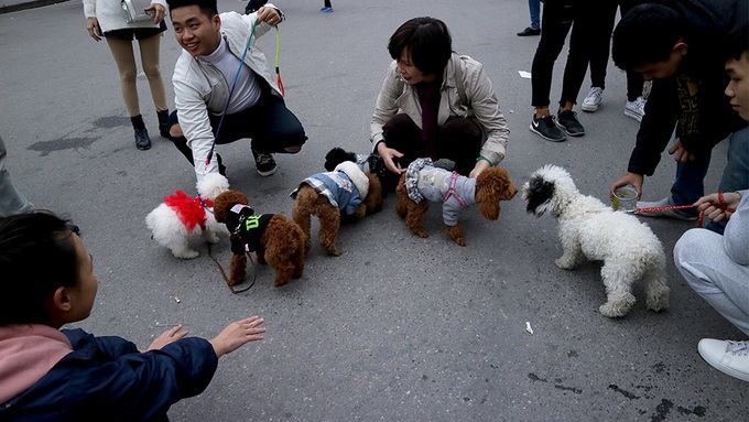 Pet dogs more popular than ever in Hanoi for the Year of the dog - 4