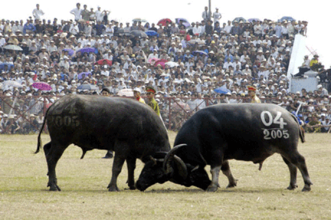 Buffalo fighting festival recognised - 1