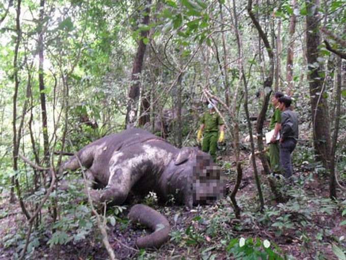 Dak Lak collaborates with WWF on animal protection - 1 Dak Lak collaborates with WWF on animal protection - 1