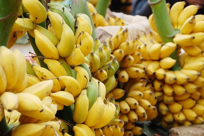 Royal bananas light up rural village - 1 Royal bananas light up rural village - 1
