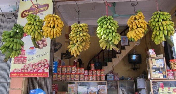 Royal bananas light up rural village - 2 Royal bananas light up rural village - 2