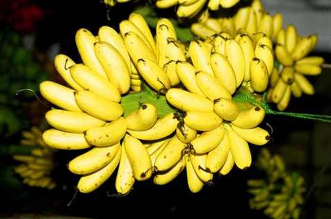 Royal bananas light up rural village - 5 Royal bananas light up rural village - 5