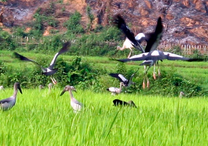 Scientists call for halt to stork killing - 1