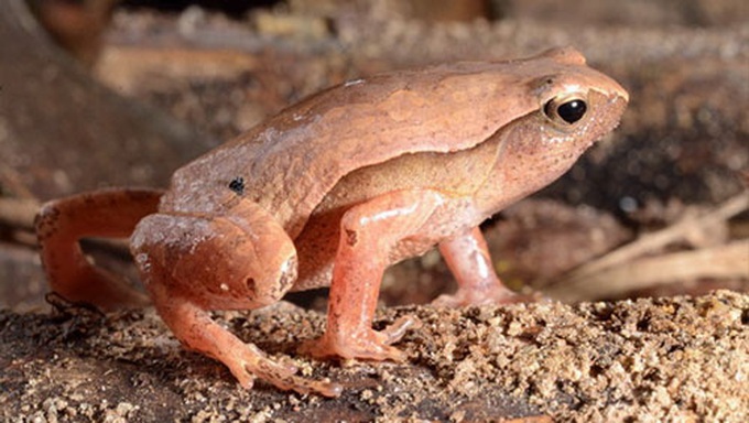 Two new spotted toad species discovered in Vietnam - 1