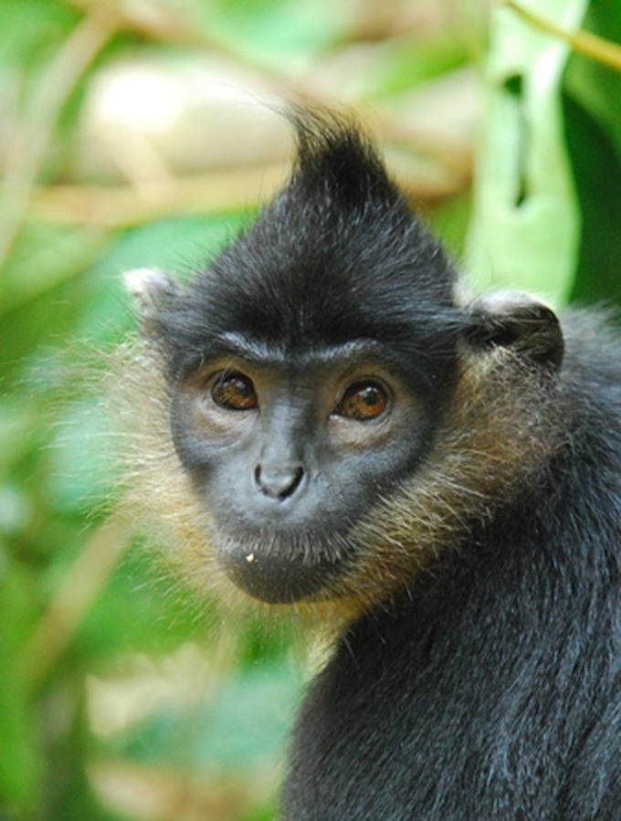 Vietnamese environmental record holders announced - 1 Vietnamese environmental record holders announced - 1