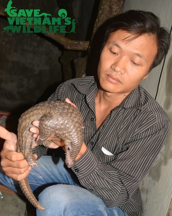 Rescued pangolin sent to Cuc Phuong National Park - 1