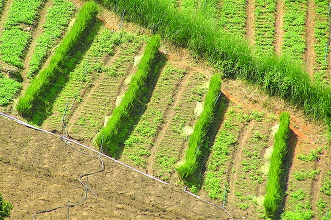 Deep-rooted grass key in countering climate change - 1 Deep-rooted grass key in countering climate change - 1