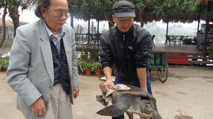 Rare, 50-kg turtle found in Hanoi - 1