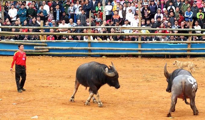 Buffalo fighting in Son La - 2 Buffalo fighting in Son La - 2