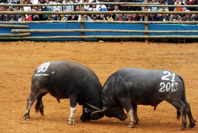 Buffalo fighting in Son La - 4 Buffalo fighting in Son La - 4