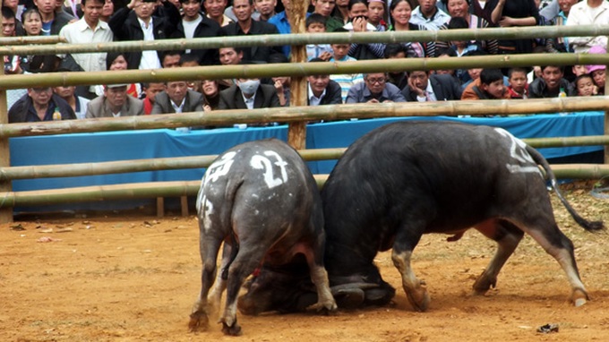 Buffalo fighting in Son La - 5 Buffalo fighting in Son La - 5