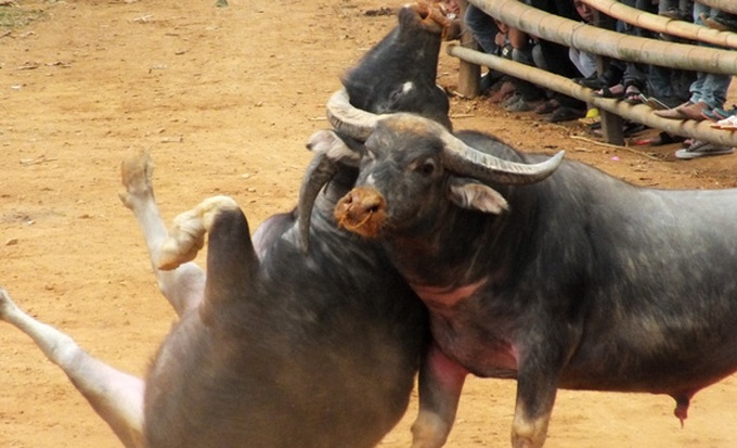 Buffalo fighting in Son La - 6 Buffalo fighting in Son La - 6