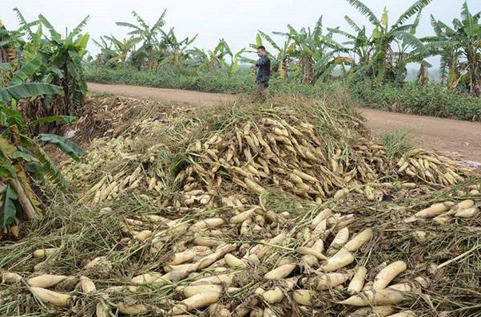 Daikon radishes dumped in Red River due to low prices - 4