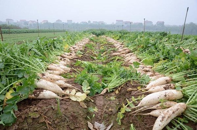 Daikon radishes dumped in Red River due to low prices - 1