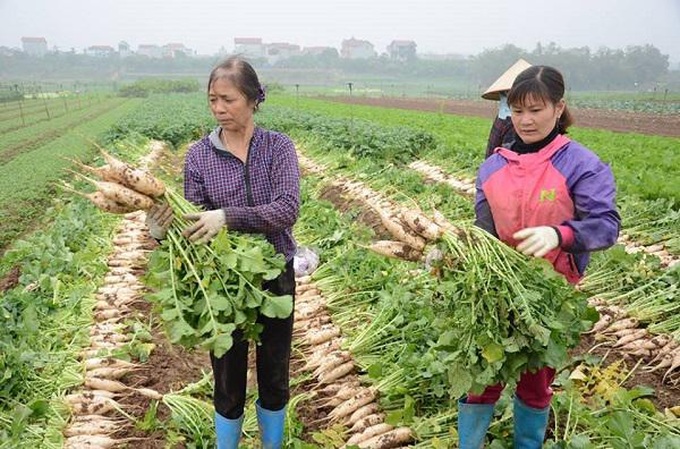 Daikon radishes dumped in Red River due to low prices - 2